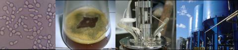 Banner Bioingenieria